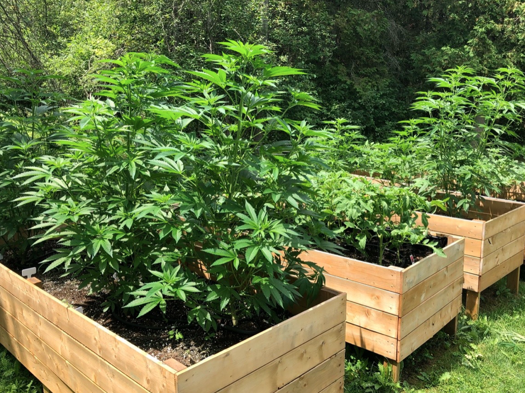как выращивать марихуану на открытом грунте