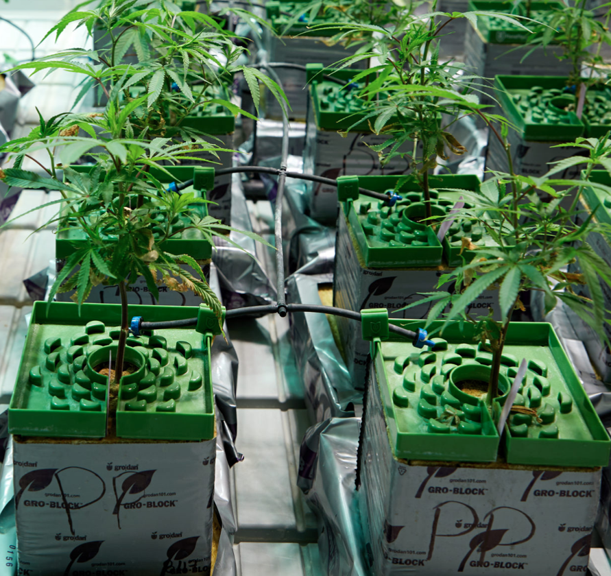 Как расти гидропонику марихуану семена конопли и выращивание