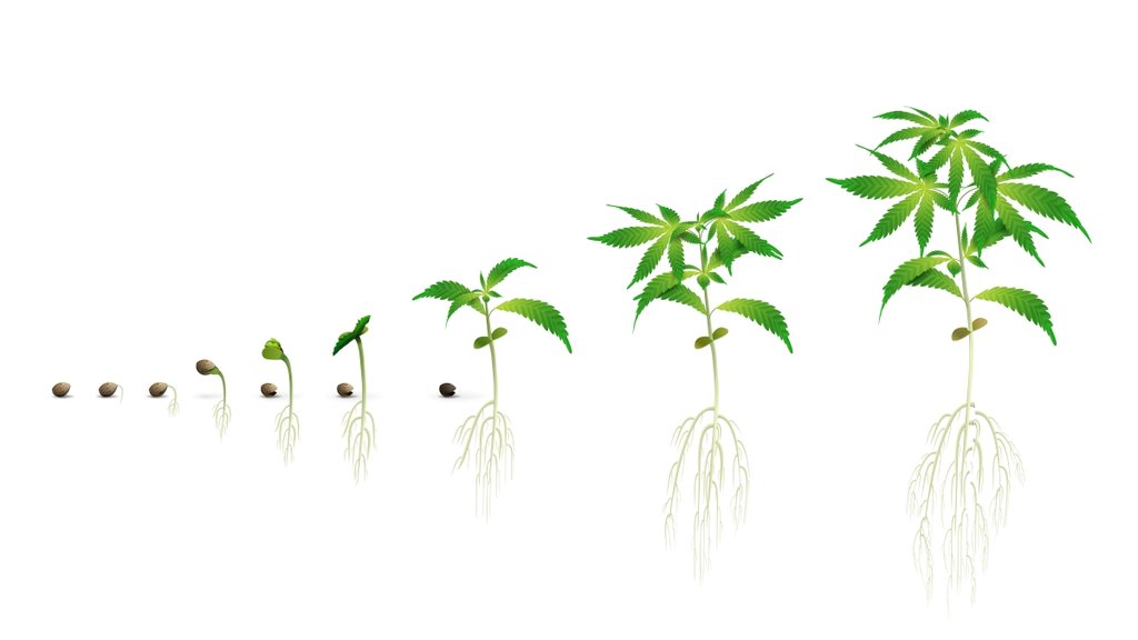 Вегетативная стадия роста марихуаны афганский конопля