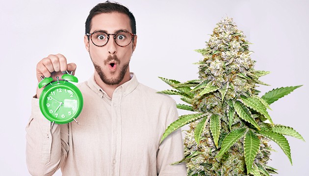 ускорение роста марихуаны