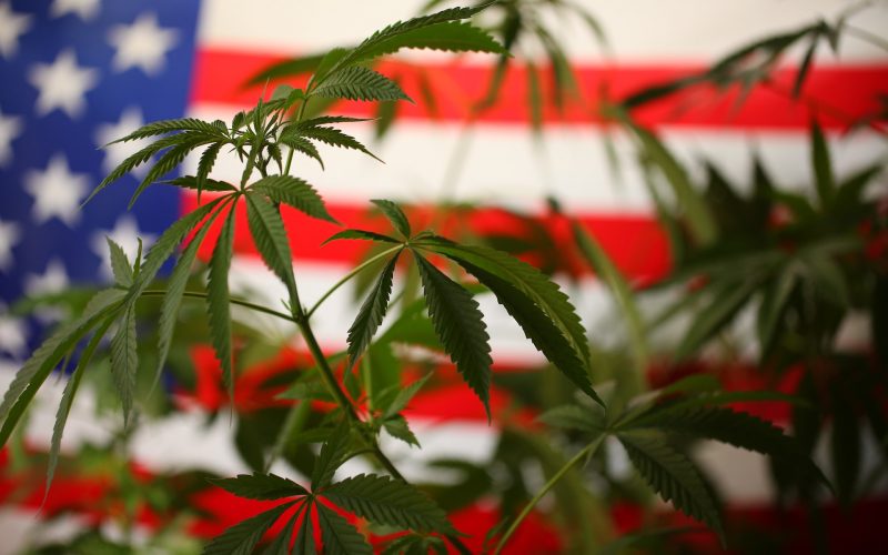 Во всех штатах америки легализовали марихуану как отличить коноплю девочек